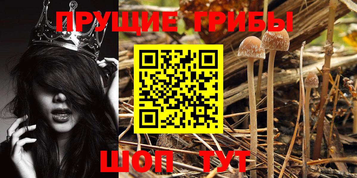 Галлюциногенные грибы Psilocybe Иваново